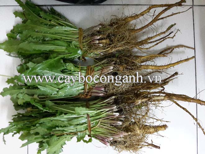 Taraxacum officimale