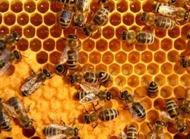 Mật ong là gì