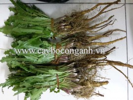 Bán Bồ Công Anh thấp nguyên cây - Taraxacum officinale