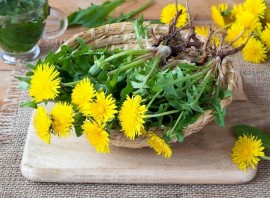 Khám Phá Hiệu Quả Của Cây Bồ Công Anh Trong Điều Trị Polyp Túi Mật