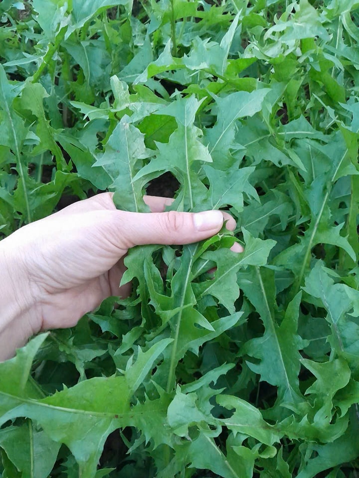 7 Lợi Ích Sức Khỏe Đáng Kinh Ngạc Của Cây Bồ Công Anh