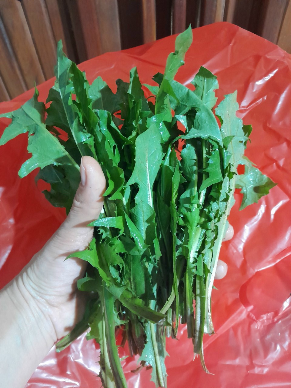 Cây bồ công anh