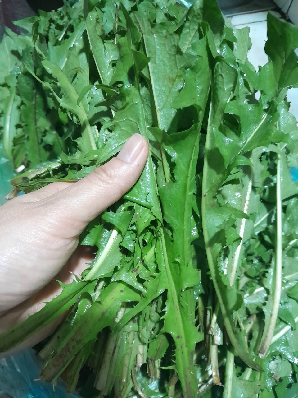 Cây bồ công anh