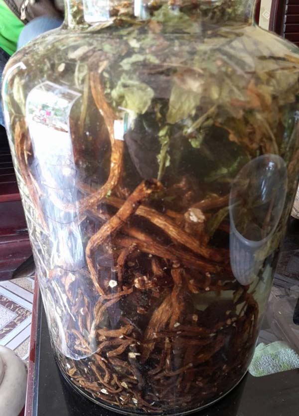Bồ công anh ngâm rượu