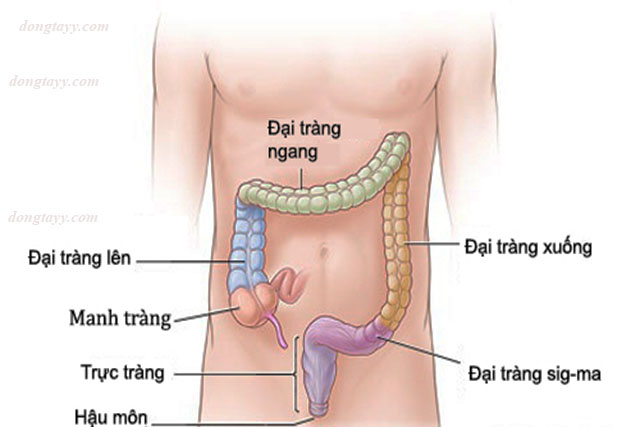 Ăn thực phẩm giàu chất xơ giúp làm sạch đại tràng, phòng chống ung thư đại trực tràng