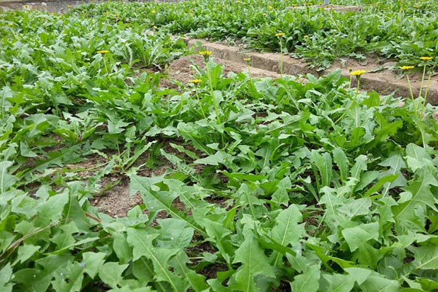 Một loại cây mọc hoang có ở Việt Nam: Dưỡng gan giải độc, làm sạch máu, giã rượu