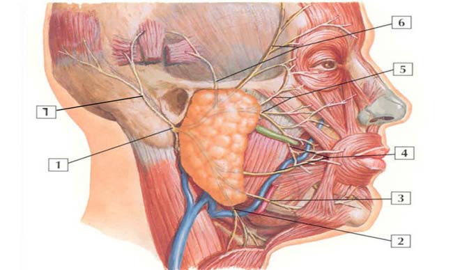 Có triệu chứng này ở mặt bạn dễ bị ung thư