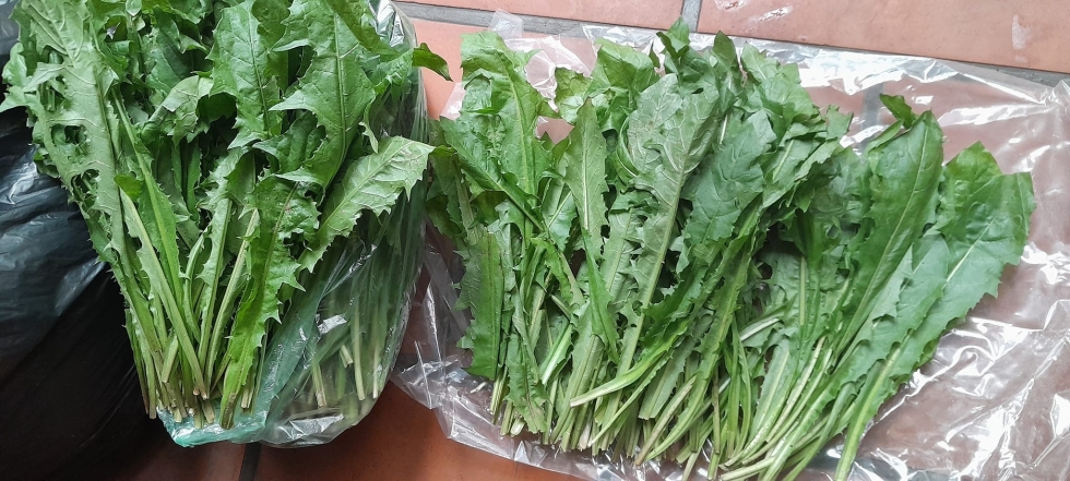 Lá bồ công anh tuơi