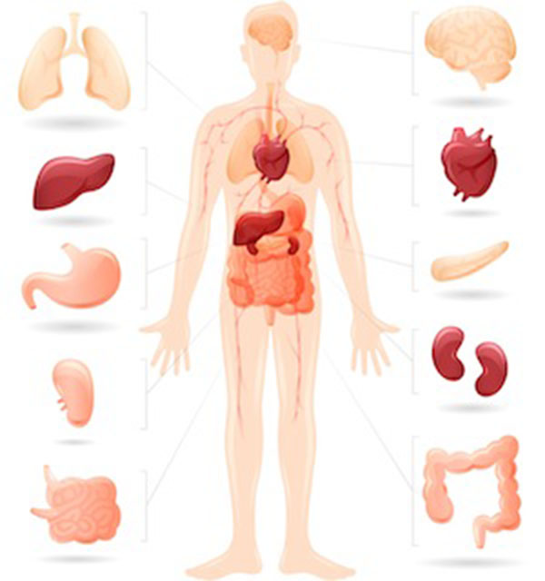 giải độc cơ thể