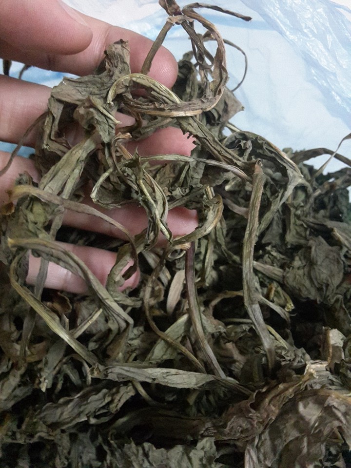 lá bồ công anh khô