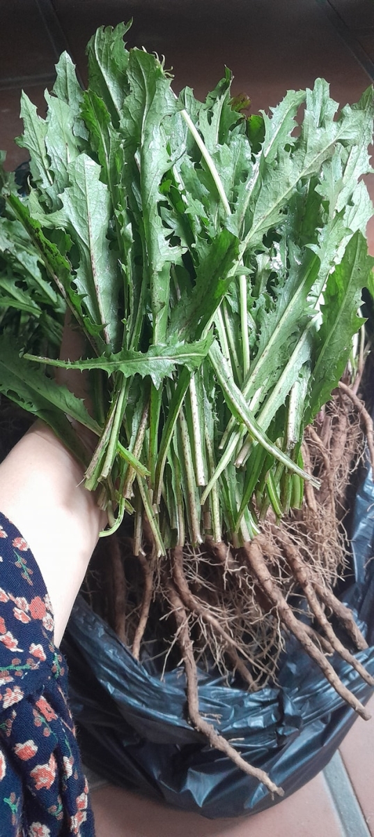 Lá bồ công anh tươi, rau bồ công anh tươi