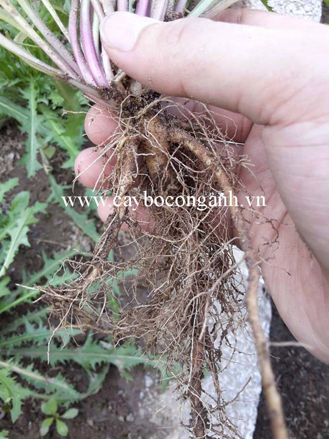 7 tác dụng tuyệt vời của rễ bồ công anh