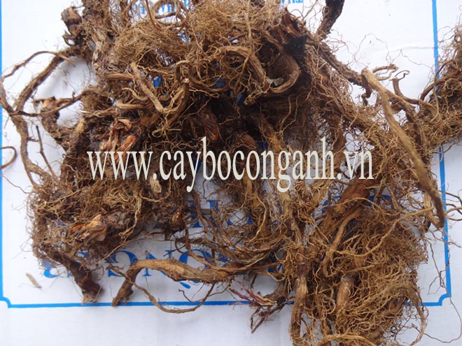 Rễ bồ công anh khô