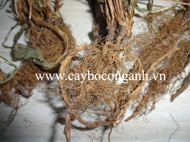 rễ bồ công anh khô
