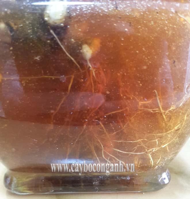 Rễ Bồ Công Anh thấp tươi Ngâm Mật Ong (Taraxacum officinale)