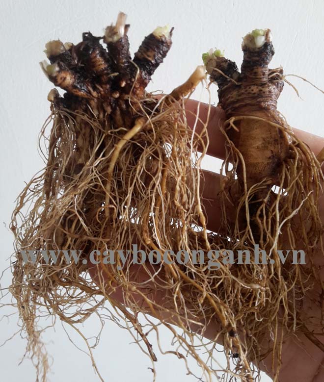 Rễ bồ công anh thấp tươi