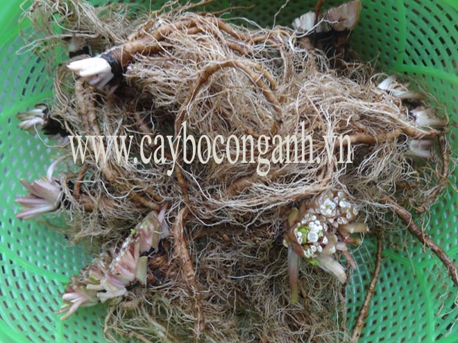 Rễ bồ công anh tưoi